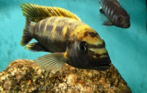 Melanochromis baliodigma 'Masinje'